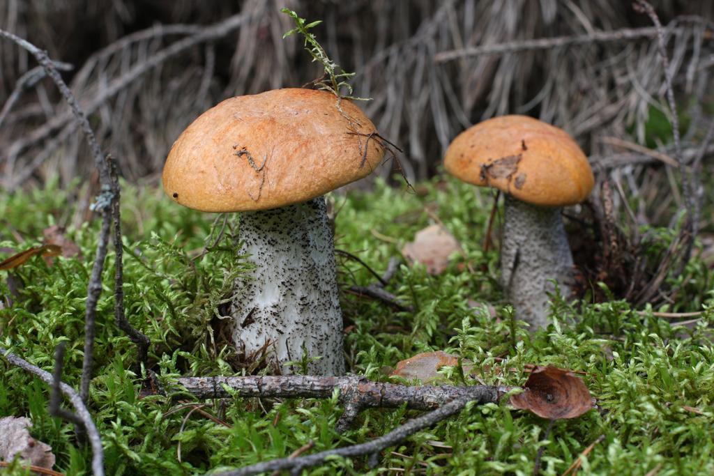 Agroturystyka Sominy Piotr Экстерьер фото