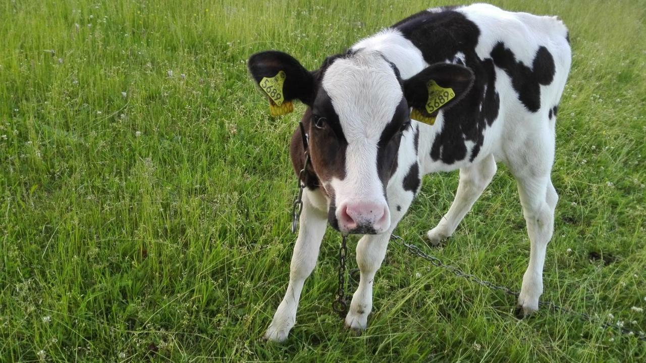 Agroturystyka Sominy Piotr Экстерьер фото